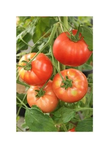 10x Fleischtomate Bistecca Supersteak Pomodori Collection Pflanzen - Samen K141 - Picture 1 of 6