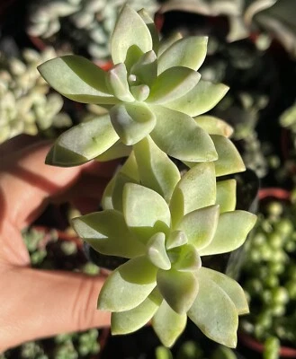 2” Graptopetalum  'Ghosty' Succulent - Image 1 of 4