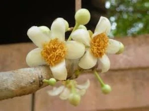 Getrocknete Mammea siamensis: Duftendes Thai Kraut für Hautgesundheit und Schönheit 100g - Bild 1 von 6