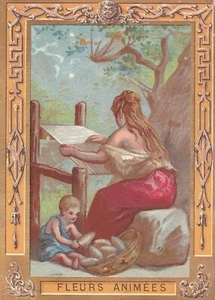 Chromo Chocolat Poulain Fleurs Animées 7 Calendrier 1903 - Picture 1 of 2