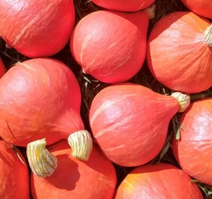 Red Kuri (Hokkaido) Winter Squash Seeds | Heirloom - Picture 1 of 1