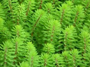 Pond Oxygenating Plants Water Milfoil Myriophyllum Spicatum MON-THURS POST - Picture 1 of 1
