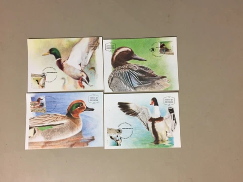 Set of four Israel BIRDS maxi cards Cover