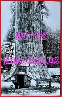 REDWOOD HIGHWAY, CALIF ~ TALLEST ONE ROOM TREE HOUSE ~REAL PHOTO postcard~1940s  - Image 1 of 2