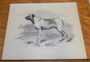 stampa antica metà 1800//CANE TURCO - Foto 1 di 1