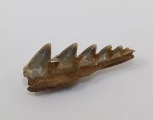 Hai-Zahn, Notorynchus primigenius, Tertiär, Oligozän, Weinheim, Deutschland-k257 - Bild 1 von 6