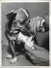 1957 Press Photo Yakima Wash A Chichuahua Gets Leg Cast Autographed By Vet