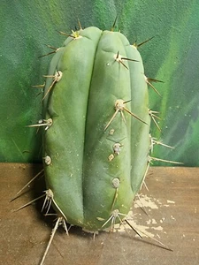 T.Peru Roseii 1 (Fields Garden) Blue Cactus Clone Rare Collectors Plant S.E.Pšµ - Picture 1 of 6