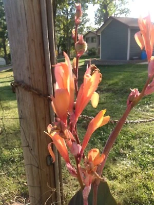 Canna Lilly 灯泡 (3 个) — 第 1/4 张图片