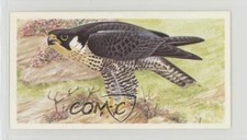 1990 Brooke Bond A Journey Downstream Tea Peregrine Falcon #1 x9h