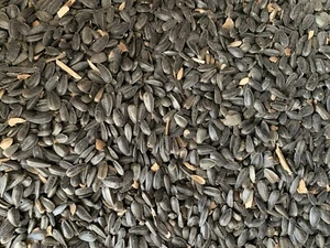 Black Oil Sunflower Seeds Bird Feed 5 Lb Bag - Picture 1 of 2