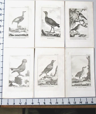 LOTE DE 10 GRABADOS DE AVES 1812 COUNT DE BUFFON LA MAYORÍA CON INFORMACIÓN EX. COND. Foto 1 de 4