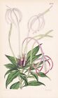 Exostemma Longiflorum Guiana Botanica Fiore Botany Lithograph Curtis 4186