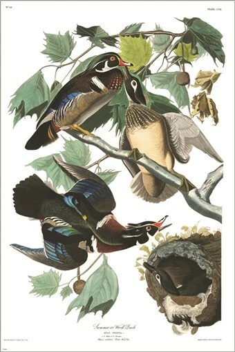 Póster artístico ilustración vintage de pato de madera de John James Audubon 20x30 Foto 1 de 1