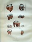 TOOTH FOSSILS – COUNT OF BUFFON 1770-1785 – ORIGINAL ENGRAVING (1Y-34)