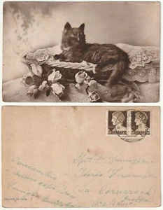 GATTO - CAT - CHAT - KATZE - VIAGG. -97195- - Picture 1 of 1