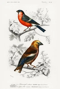 Pyrrhula Vulgaris & Hawfinch (Coccothrausles) - 1849 - Bird Illustration Magnet - Imagen 1 de 2