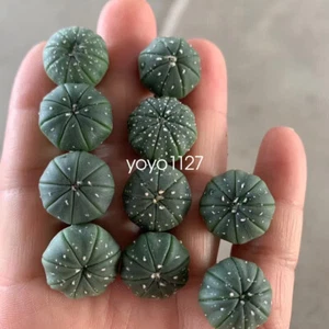30 piezas Astrophytum myriostigma Astrophytum asterias cactus suculento 2-3 cm - Imagen 1 de 4