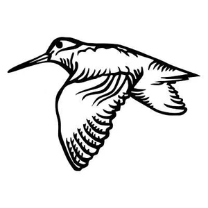 adesivo prespaziato Beccaccia Woodcock pre-spaced sticker car decal aufkleber - Imagen 1 de 1