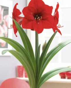 Hippeastrum Bulbs Rare And Unique : Pot Luck : Mix Colours: $ .99 Cent Bidding: - Picture 1 of 14