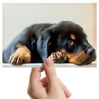 Photograph 6x4"  - Adorable Rottweiler Puppy Dog Rottie  #44026