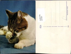 447463,Tier Katze - Picture 1 of 1