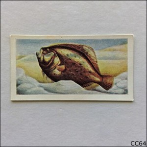 The White Fish Authority Card The Fish We Eat 1954 #2 Turbot (CC64)