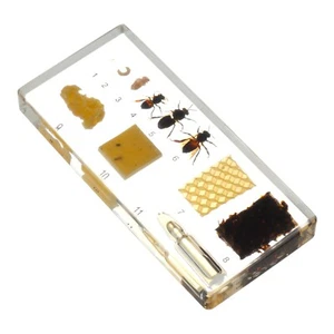 Honey Bee Lifecycle Insect Specimen Resin Collection Education Transparent Epoxy - Bild 1 von 3