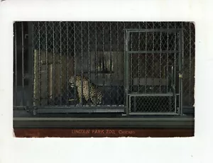 Antique Post Card - Zoo - Lincoln Park - Chicago Illinois - Picture 1 of 2