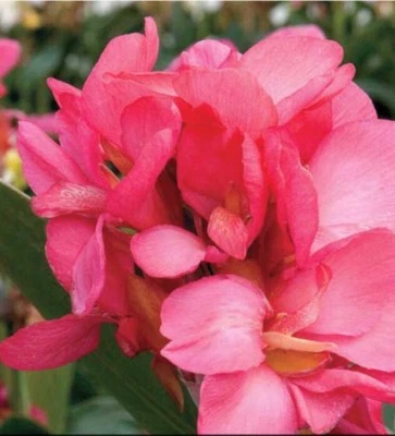 Canna lily Pink President Pink/Coral flower green Organic bulbs Lot of (10) Best - Image 1 of 4