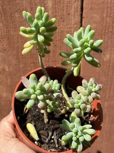 4” Sedum pachyphyllum ‘Green Jelly Bean’ Succulent - Picture 1 of 4