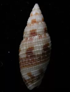 Seashell Neocancilla clathra 15-20 mm gema/F++ - Imagen 1 de 3