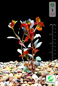 Ludwigia Repens 'Rubin' (7x) Live Aquarium Aqua Tropical Plant Fish Shrimp Tank - Picture 1 of 10