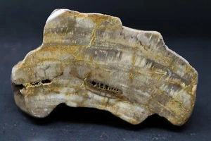 Madera petrificada de provincia de Entre Ríos, Argentina (fluorescente) - Imagen 1 de 2