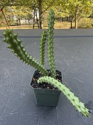 Huernia Red Dragon Macrocarpa Burgundy Flower Succulent Plant - Image 1 of 2