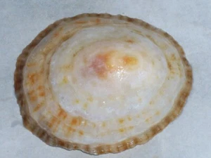 ROTULA CAERULEA DUPLICATUS SPECIAL COLOUR - Picture 1 of 2
