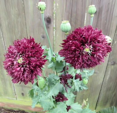 1,000 Black Swan Poppy Seeds - P. Somniferum - Giant Seed Head w/Frilly Flowers - Image 1 of 4