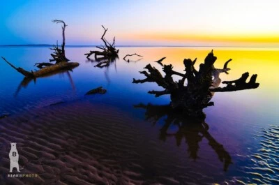 Boneyard Beach Sunrise - Big Talbot Island Florida - Impresiones fotográficas de bellas artes Foto 1 de 4