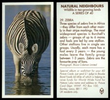 Zebra #29 Natural Neighbours 1992 Brooke Bond Tea Card