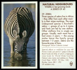 Zebra #29 Natural Neighbours 1992 Brooke Bond Tea Card