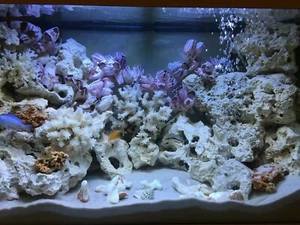 Fish Tank Rock Natural Aquarium Stone Decoration Malawi Cichlid MIXED 25kg Set - Picture 1 of 12