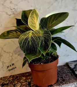 Philodendron White Wave, house plant, reptile safe - Picture 1 of 1