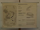 La Cellule Eletronen-Mikroskopisch Zellkern Tableau Schul-Wandkarte ~1970 120x86