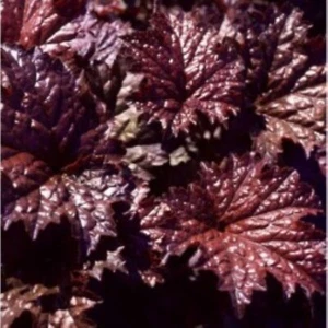 Heuchera - Coral Bells - Emperor's Cloak - Seeds - Picture 1 of 2