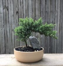Bonsai Japanese Juniper tree in imported 8 inch pot with tan glaze.