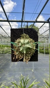 ESTABLISHED Staghorn Fern Platycerium superbum dwarf (Australia) Plaque - Picture 1 of 10