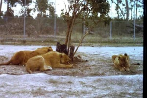 35mm Colour Slide- Lions Feeding Lion Safari Raymond Terrace Newcastle 1975 - Bild 1 von 1