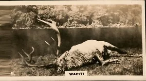 Cigarette Card WD & HO Wills New Zealand # 5 Wapiti - Picture 1 of 2