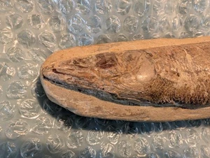 Racholepis Brazilian Fossil Fish Ultra Rare Cretaceous 110 million years old - Picture 1 of 7