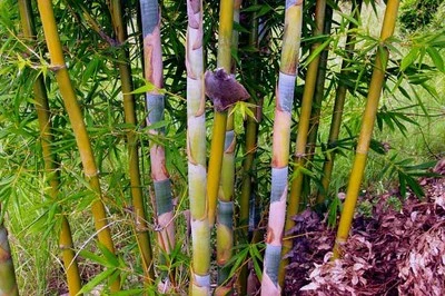 Oldhamii Giant Timber Bamboo / Bambusa Lg 1 Gallon Size- Clumping, Non-Invasive - Image 1 of 3